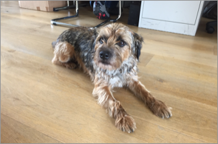 Meet Bengo! The Frith office team’s furry friend.